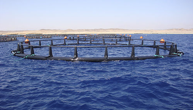 High-Density Polyethylene (HDPE) Pipes for Fish Farming